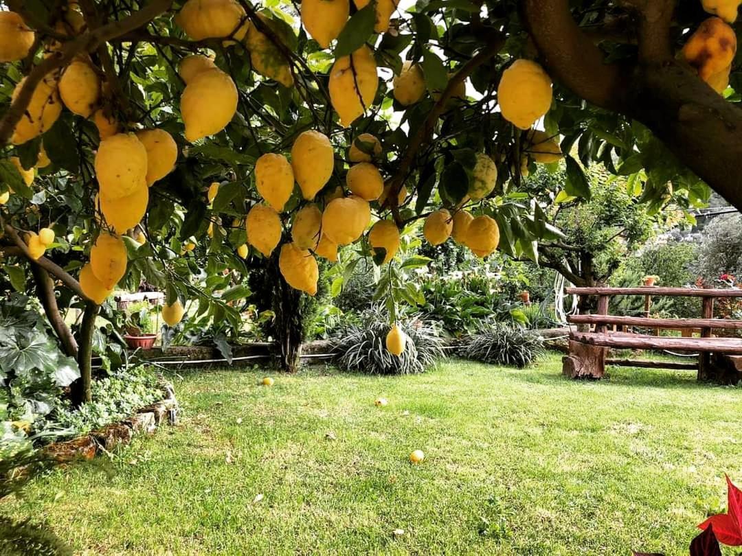 L'Angolo Di Campagna Piano di Sorrento Exterior foto